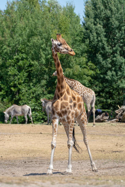 istock Giraffe animal in safari park close up 1071193910