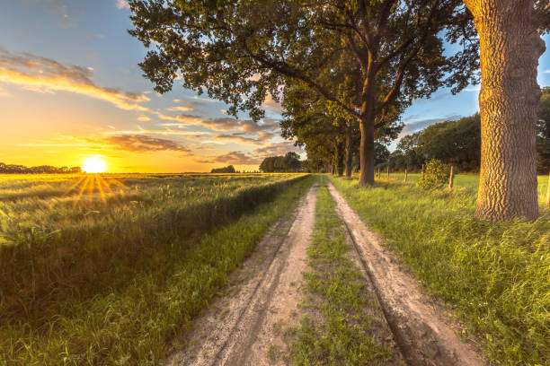istock Wheat field along old oak track 1071193928