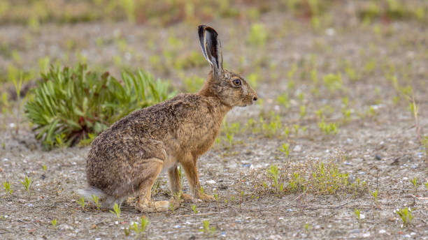 istock European Hare in open field 1071194082