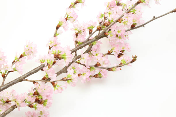 istock Branch of cherry tree in a white background 1071196494