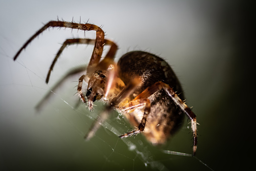 A Striped lynx spider waiting for a prey in a garden in Bali.