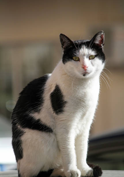 istock The stray cat. Derelict, forlorn, alone cat outdoor. 1071198748