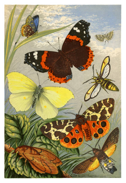 Butterflies and moths Butterflies and moths - Scanned 1875 Engraving admiral butterfly stock illustrations