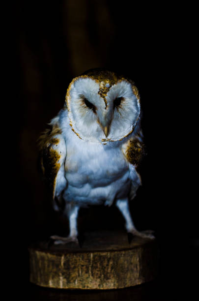 istock owl on a piece of wood 1071201514