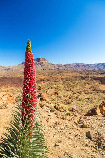 fiore tajinaste in crescita nel parco nazionale del teide - tenerife spain national park may foto e immagini stock