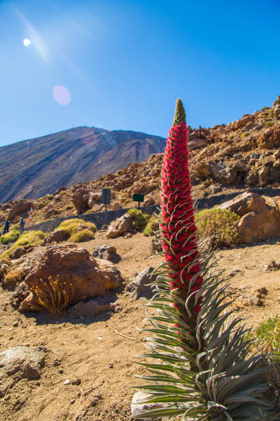 fiore tajinaste in crescita nel parco nazionale del teide - tenerife spain national park may foto e immagini stock