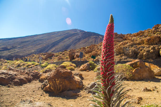 fiore tajinaste in crescita nel parco nazionale del teide - tenerife spain national park may foto e immagini stock