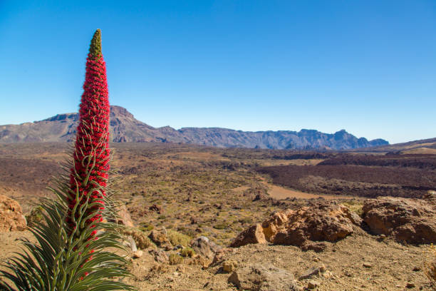 fiore tajinaste in crescita nel parco nazionale del teide - tenerife spain national park may foto e immagini stock