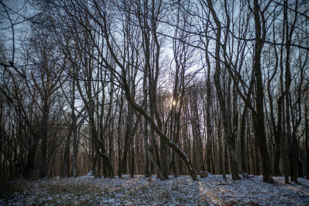 istock Winter forest with trail at sunset. Colorful landscape with snowy trees, path in cold evening. Snow covered trees in park. Beautiful forest in snowy winter in the evening. Trees trunks at dusk. Nature 1071201908