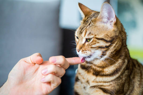 beautiful cute bengal cat licking finger. Funny beautiful cute bengal cat licking finger. Feeding. fur protest stock pictures, royalty-free photos & images