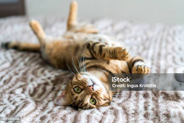 Cute Bengal Funny Cat Playing Stock Photo - Download Image Now - Domestic Cat, Happiness, Pets