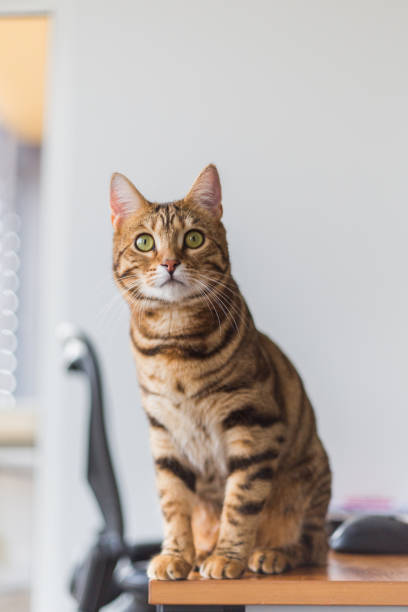 elegant bengal cat sitting on a table Beautiful elegant bengal cat sitting on a table watching up. fur protest stock pictures, royalty-free photos & images