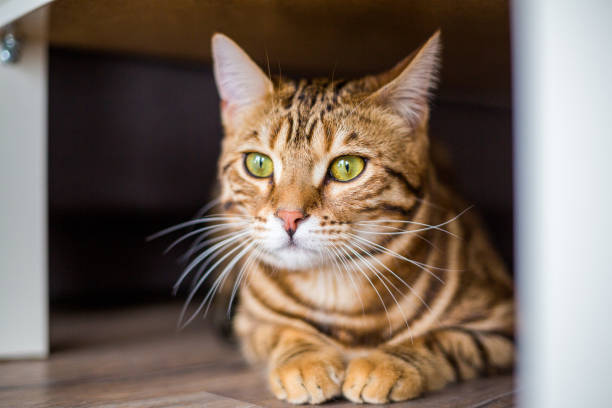 cute bengal cat hiding under the sofa Funny beautiful cute bengal cat hiding under the sofa fur protest stock pictures, royalty-free photos & images
