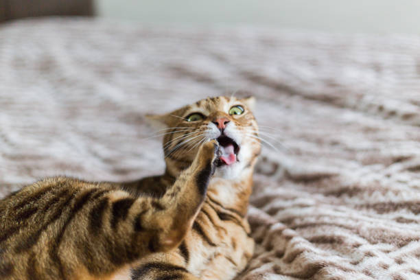 Beautiful crazy bengal cat playing in the house Beautiful crazy bengal cat playing in the house washing or eating his leg. Crazy funny cat face. fur protest stock pictures, royalty-free photos & images