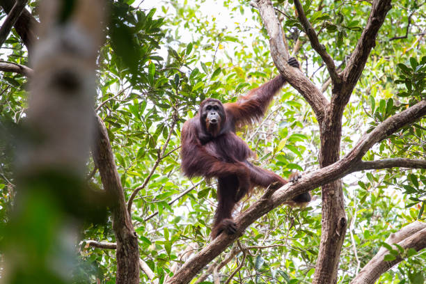 istock Male orangutang scratch himself on branches 1071204898