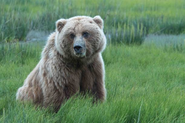 istock Adult Coastal Brown Bear 1071208358
