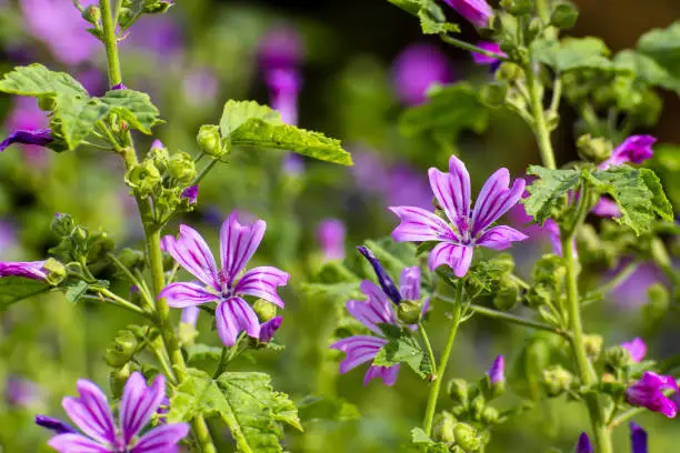 The wild mallow is one of the oldest known useful plants. It was already cultivated as a vegetable and medicinal plant in ancient times. It contains mucilage, which forms a protective film over the mucous membranes in diseases of the mouth, throat and digestive tract.