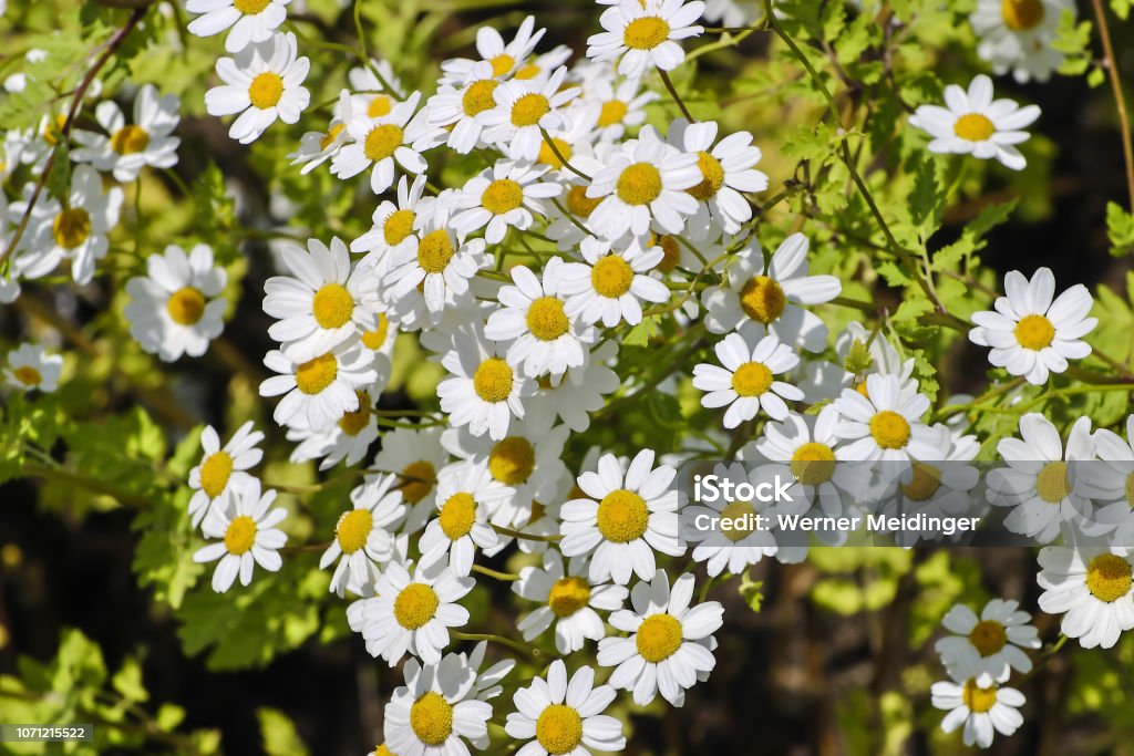 Flowering feverfew, Chrysanthemum parthenium, Tanacetum parthenium, Bavaria, Germany, Europe The feverfew originates from the eastern Mediterranean area. It was already used as a medicinal plant in Greek antiquity. In the Middle Ages it was mainly used against fever and headaches. Even today, feverfew is still used to prevent migraine. Agricultural Field Stock Photo