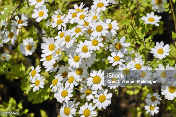 Flowering Feverfew Chrysanthemum Parthenium Tanacetum Parthenium Bavaria Germany Europe Stock Photo - Download Image Now