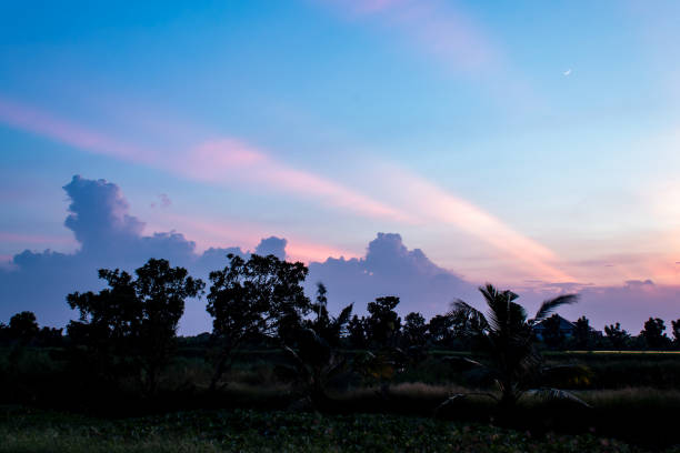 istock The sunset behind the trees the evening. 1071217106