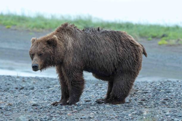 istock Coastal Brown Bear on the Beach 1071217126