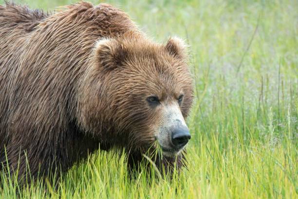 istock Male Brown Bear Eating Sedge Grass 1071221472