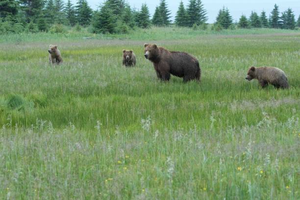 istock Brown Bear Family 1071223680
