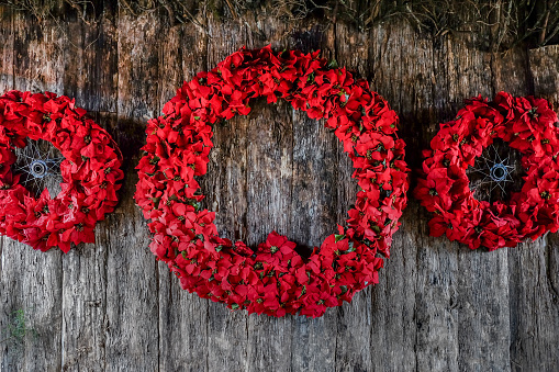 Close up of three poinsettia christmas wreath hang attached on the rustic wooden wall