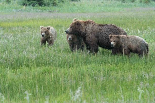 istock Coastal Brown Bear Family Soaking Wet 1071223774