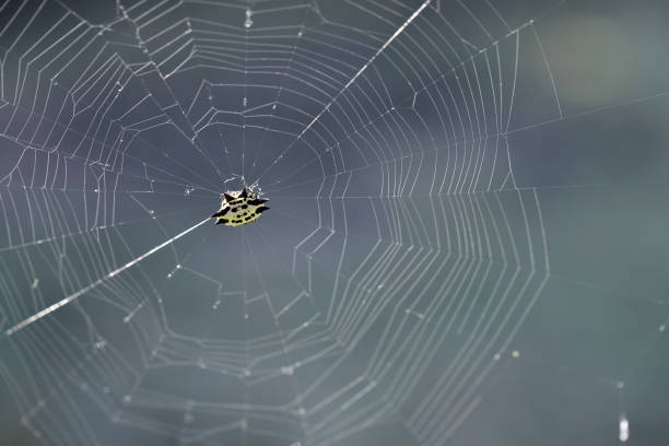 istock Close up of yellow and black spider in web against sunlight 1071228882