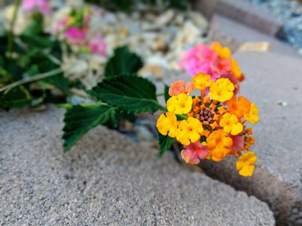 West Indian Lantana flower in bloom Landscape design in Palm Springs California blue chinned sapphire hummingbird stock pictures, royalty-free photos & images