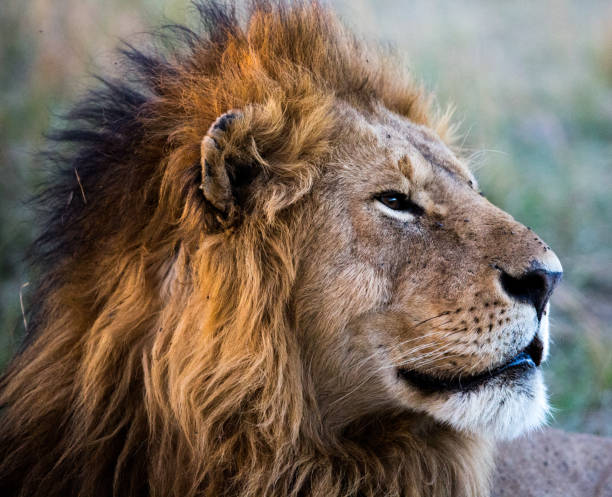 istock Male Lion portrait close-up 1071230286