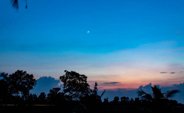 istock The sunset behind the trees the evening. 1071231692