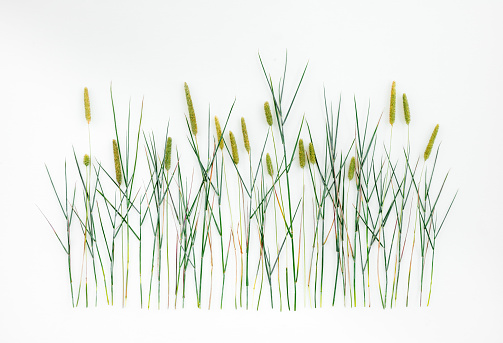 Timothy grass (Phleum Pratense) on white background. Wild grass with seed heads.