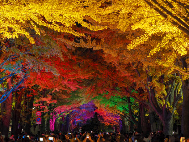 encienda para arriba en la avenida de gringo. - ginkgo tree ginkgo tree japan fotografías e imágenes de stock