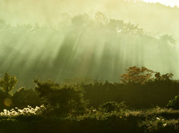 istock A light field of a beautiful field VH519 1071244312