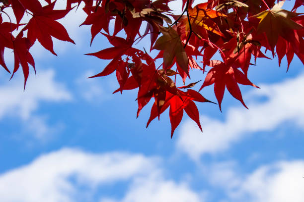 istock Leaves of red maple leaves 1071246252