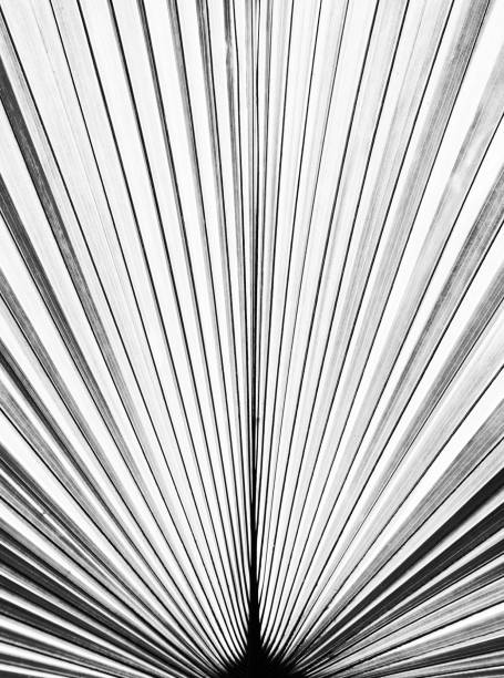 abstract black and white line texture background, bright tropical palm leaf, toned process