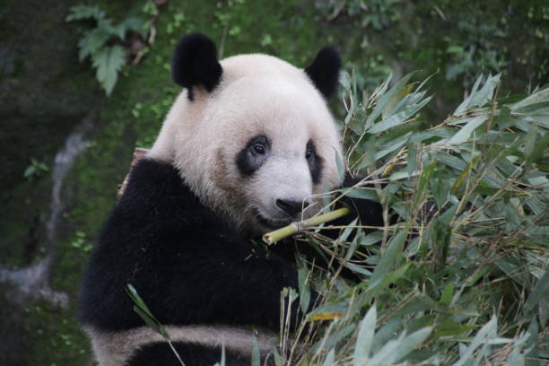 istock Giant Panda in Chongqing, China 1071256480