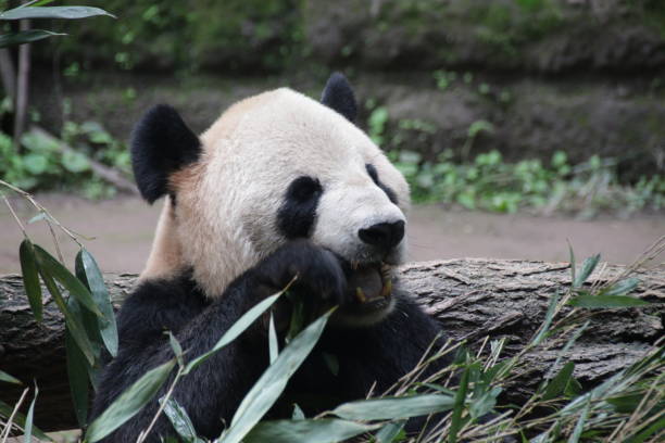 istock Giant Panda in Chongqing, China 1071256502