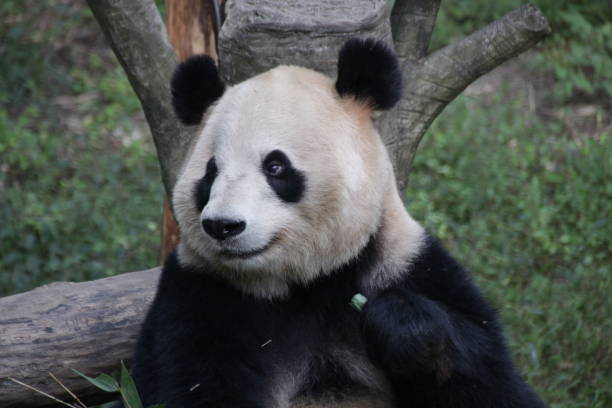 istock Giant Panda in Chongqing, China 1071256510