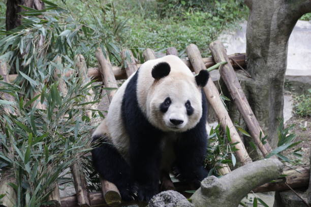 istock Giant Panda in Chongqing, China 1071256548