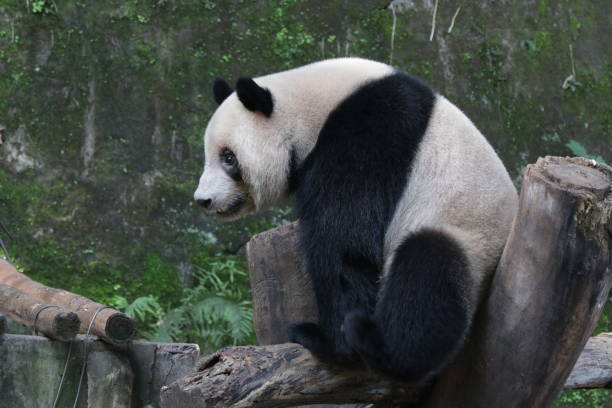 istock Playful Giant Panda is Acting Funny, China 1071256776