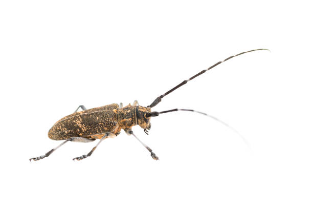 istock Longhorn beetle or longicorn 1071258034