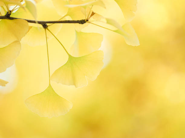 istock Yellow ginkgo biloba 1071258348