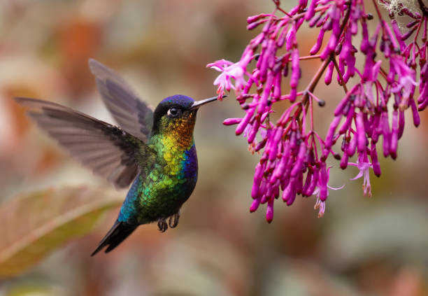 istock Hummingbird in Costa Rica 1071259766