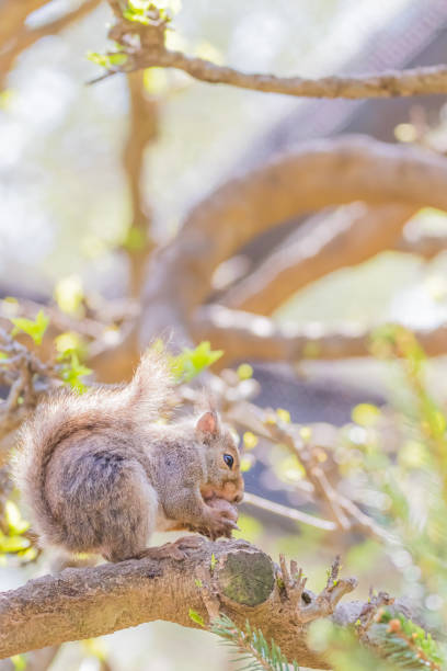 istock Cute gray squirrel in garden 1071259982