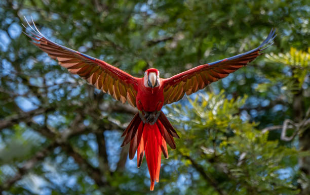 istock Scarlet Macaw in Costa Rica 1071260050