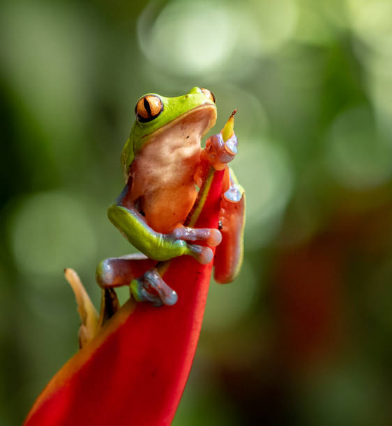 istock Tree Frog in Costa Rica 1071260312