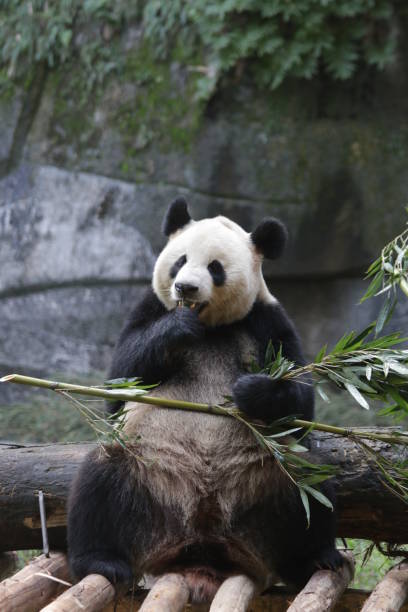 istock Playful Giant Panda is Acting Funny, China 1071261924